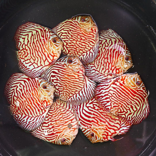 4"	Red Tiger Turquoise (Select Grade)