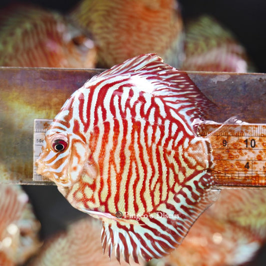 4"	Red Tiger Turquoise (Select Grade)