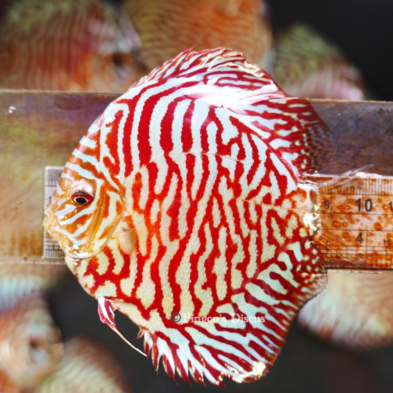 4"	Red Tiger Turquoise (Select Grade)