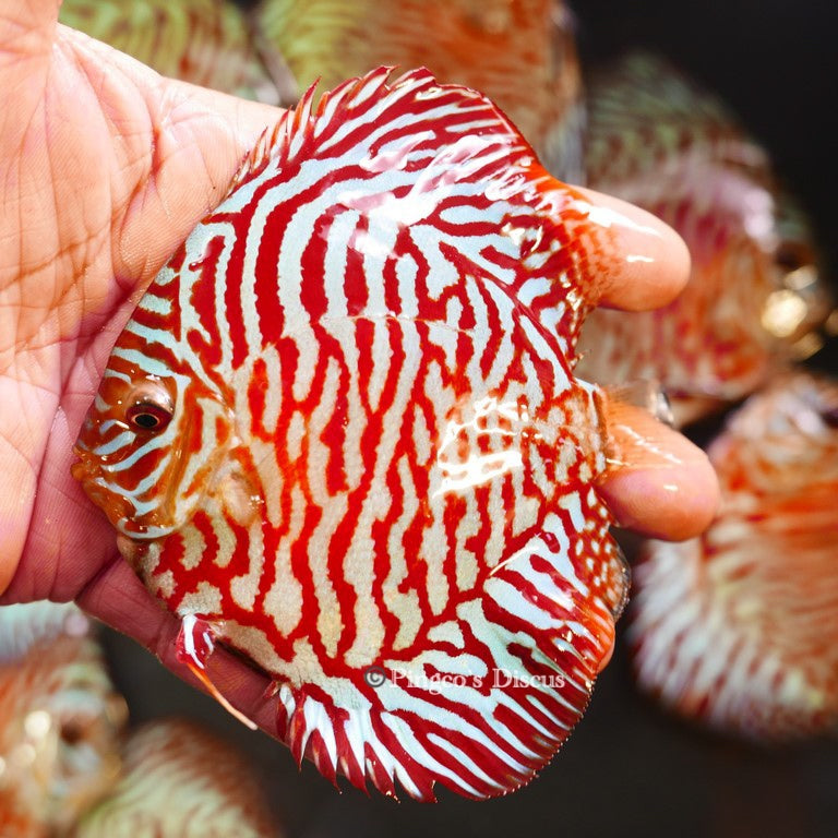 4"	Red Tiger Turquoise (Select Grade)