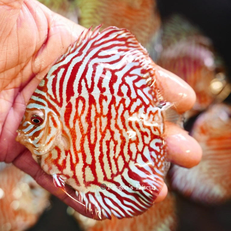 4"	Red Tiger Turquoise (Select Grade)