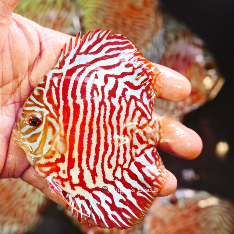 4"	Red Tiger Turquoise (Select Grade)