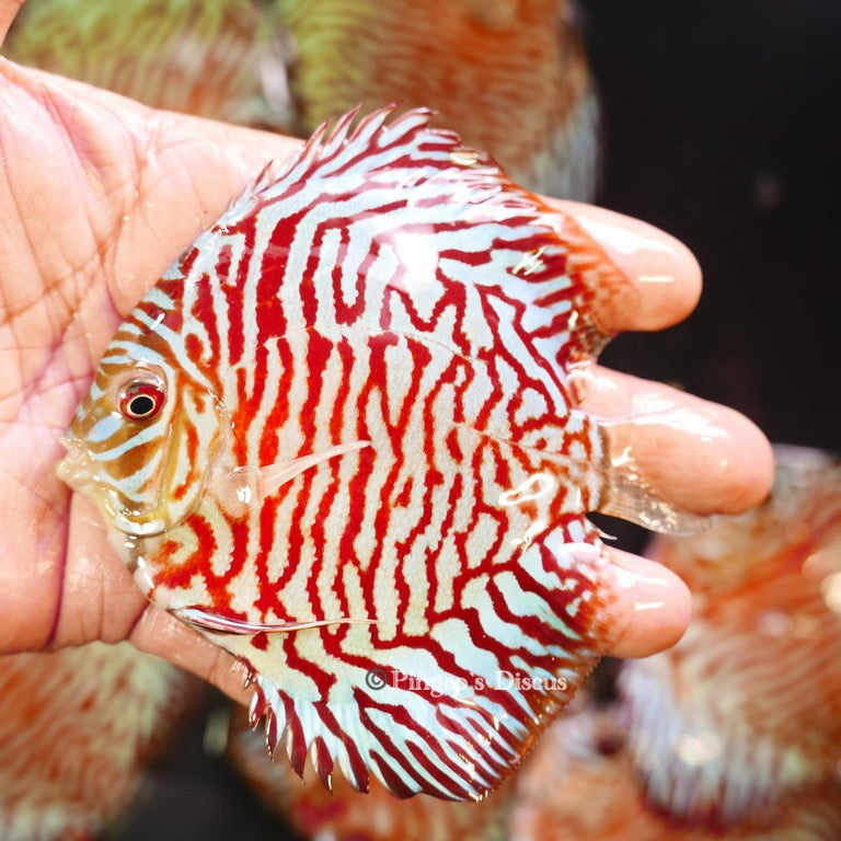 4"	Red Tiger Turquoise (Select Grade)