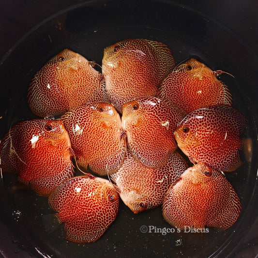 4-4.5"	Super Eruption