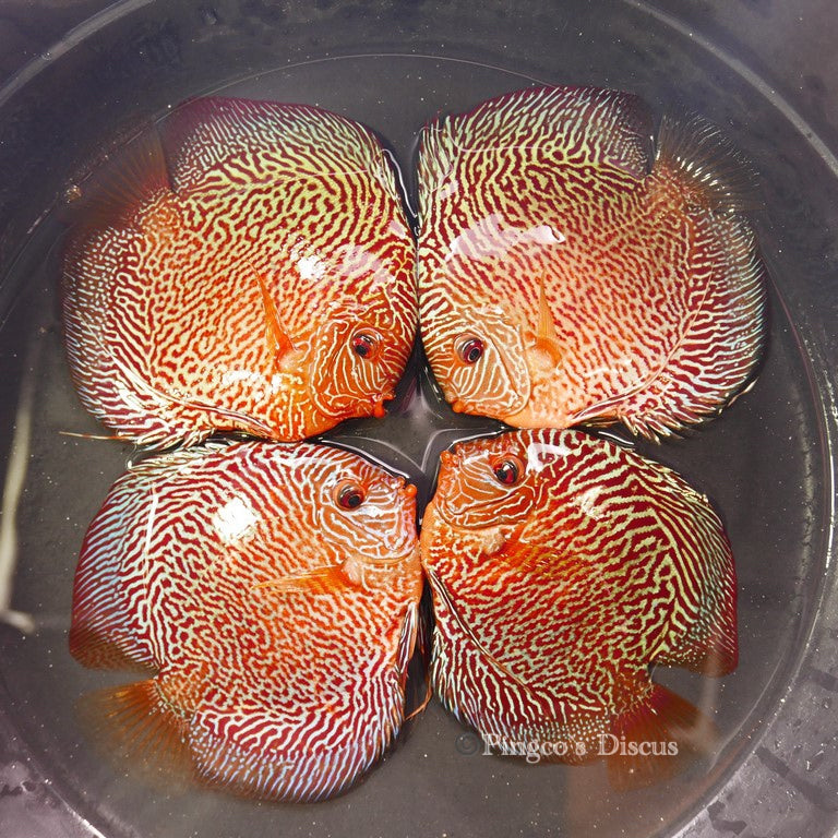 6"+-	Red Tiger Snakeskin