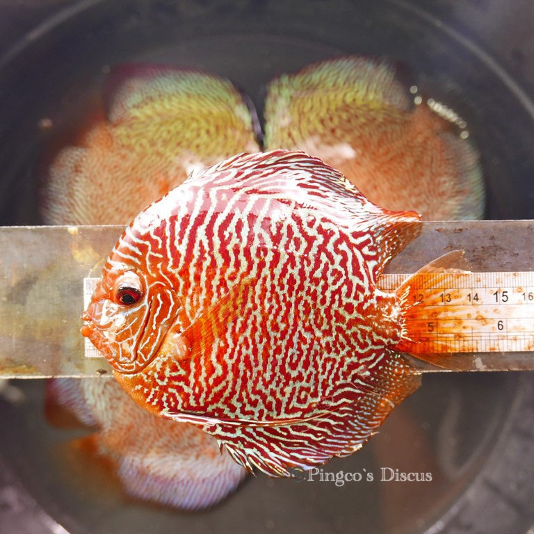 6"+-	Red Tiger Snakeskin