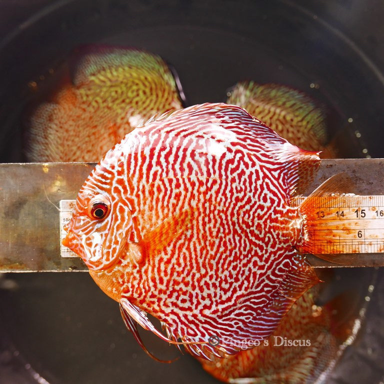 6"+-	Red Tiger Snakeskin