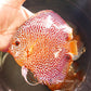 6"+-	Red Tiger Snakeskin