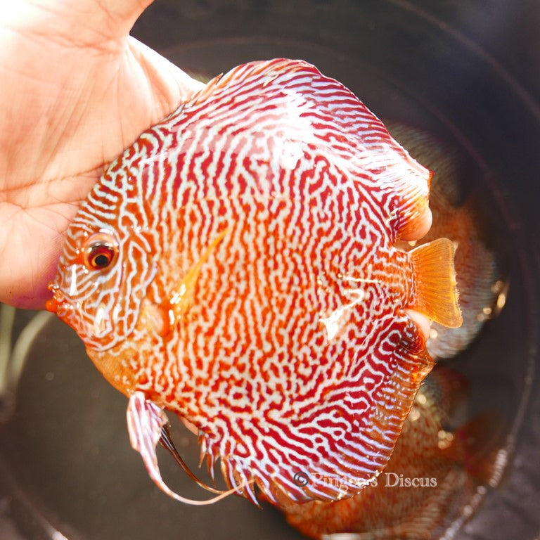 6"+-	Red Tiger Snakeskin