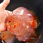 6"+-	Red Tiger Snakeskin