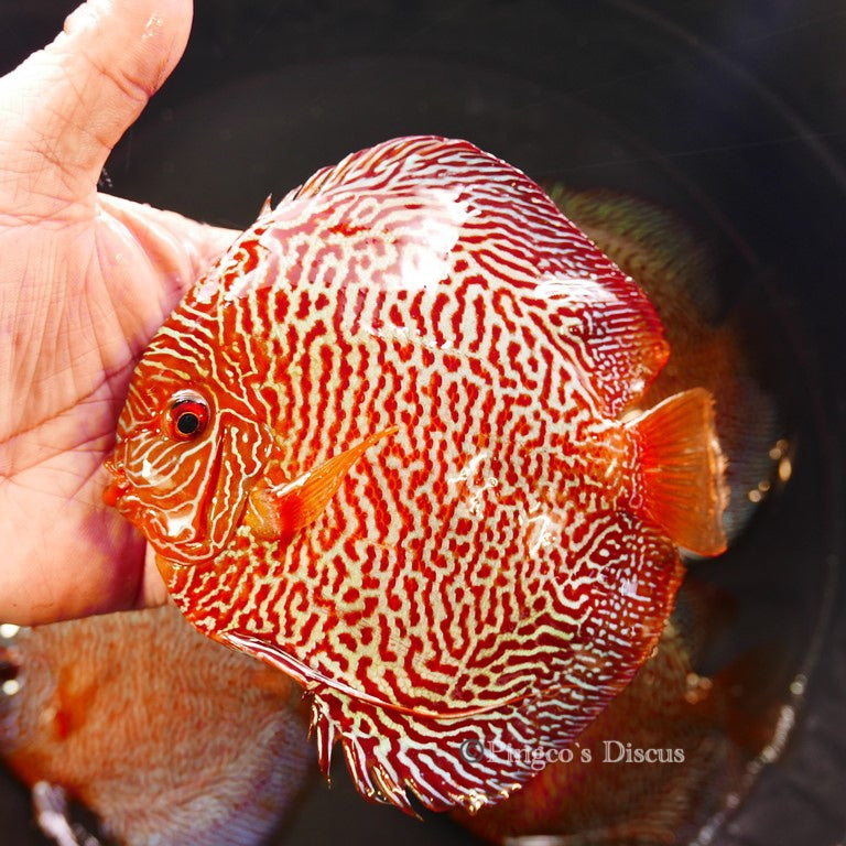 6"+-	Red Tiger Snakeskin