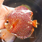 6"+-	Red Tiger Snakeskin
