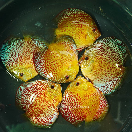 4.5"	Wild Spotted Green Snakeskin