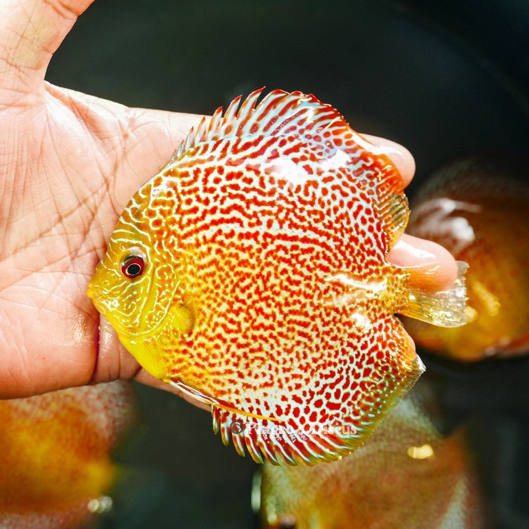 4.5"	Wild Spotted Green Snakeskin