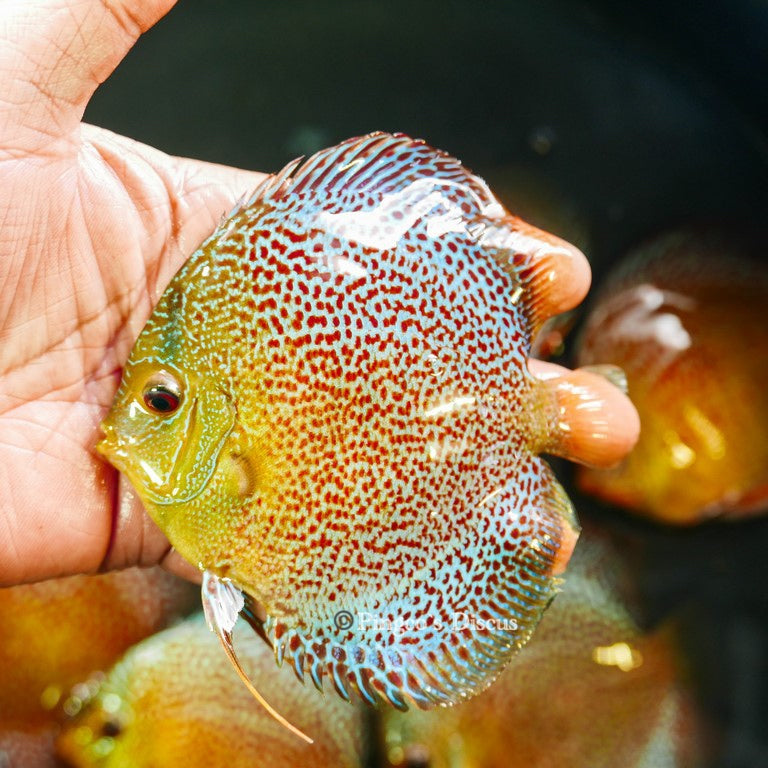 4.5"	Wild Spotted Green Snakeskin