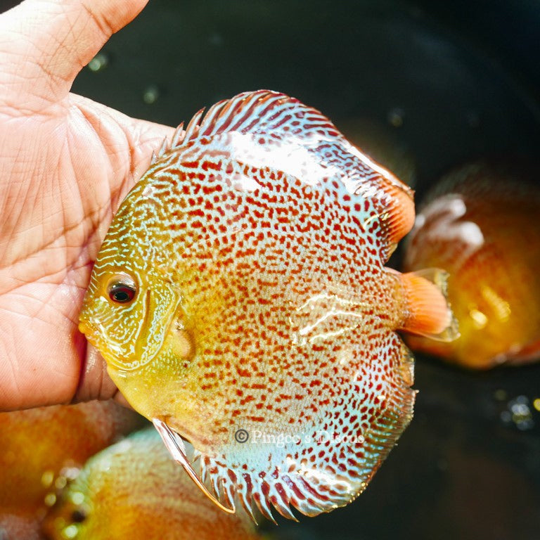 4.5"	Wild Spotted Green Snakeskin