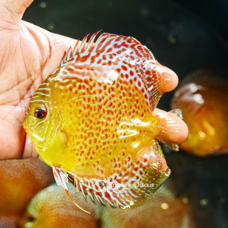 4.5"	Wild Spotted Green Snakeskin